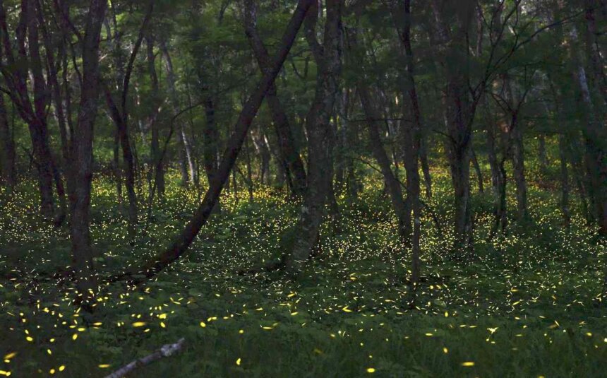 Mt. Oritsume Glows by Light of Himebotaru Fireflies in Iwate Prefecture ...